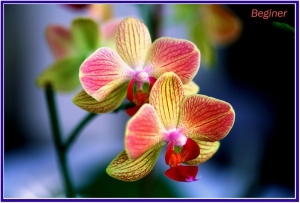 orkide3.jpg