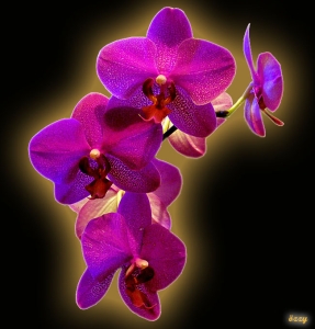 orkidem.jpg