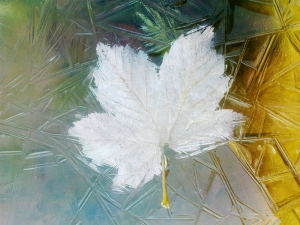 fall_leaves_in_water.jpg