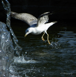 seagull_is_thirsty.jpg